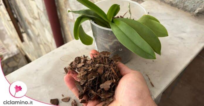 bark orchidee