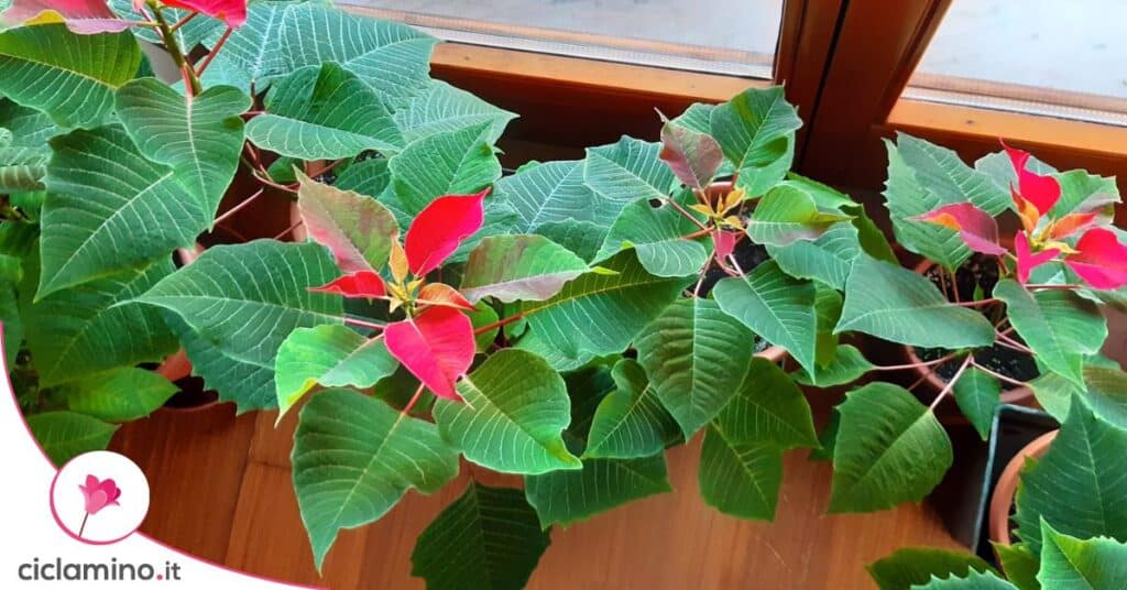 stella di natale foglie rosse e verdi