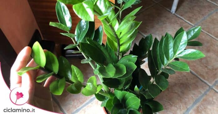 zamia foglie lucide
