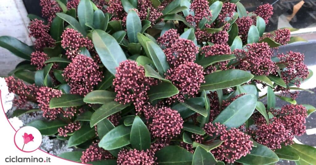Skimmia