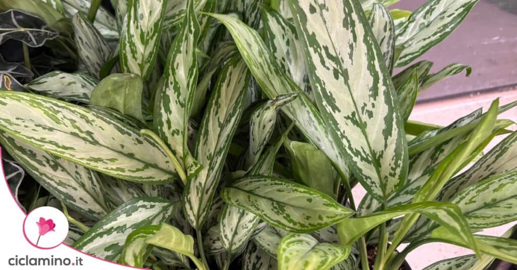 calathea