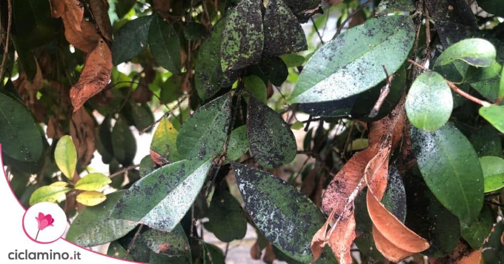 dipladenia patina nera foglie