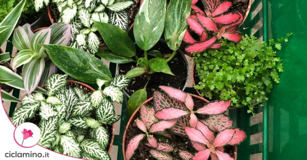 fittonia