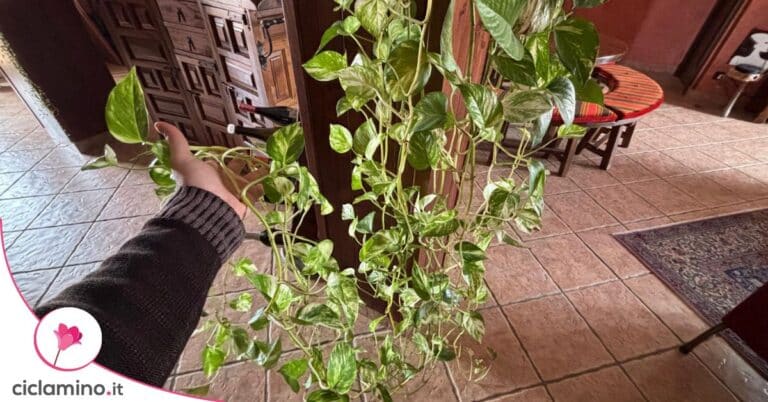 potare pothos