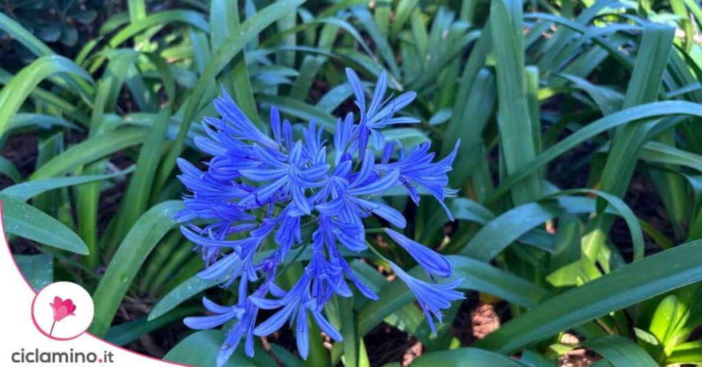 agapanto blu