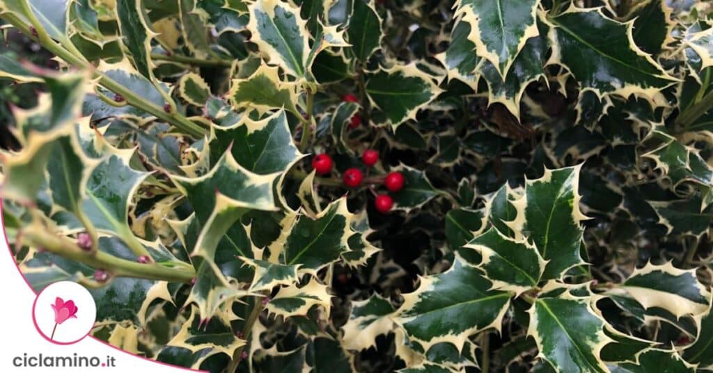 agrifoglio