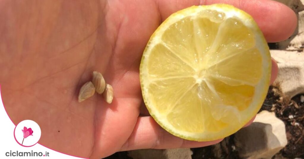 limone con semi