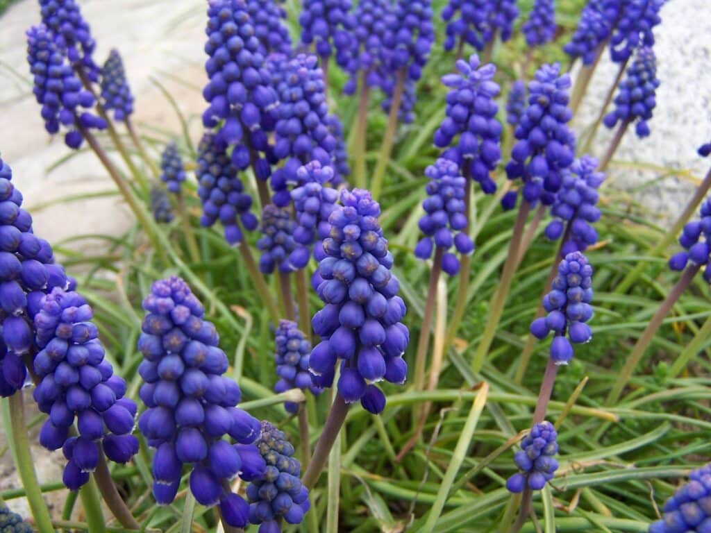 muscari