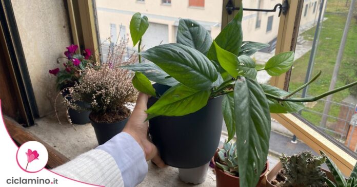 piante davanzale finestra