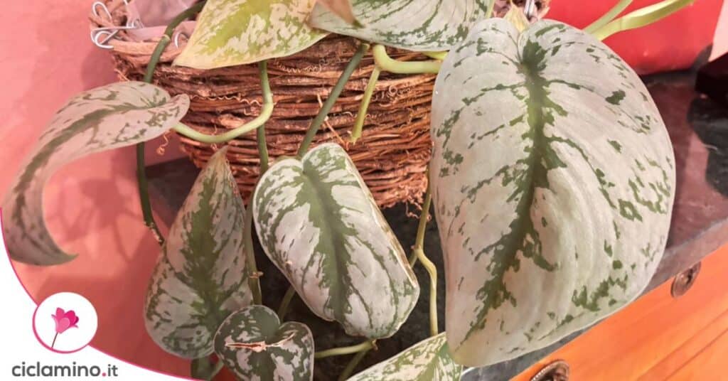 piante foglie argento