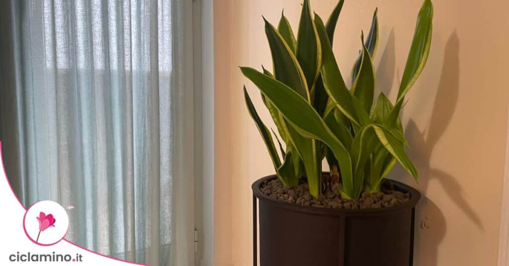 sansevieria