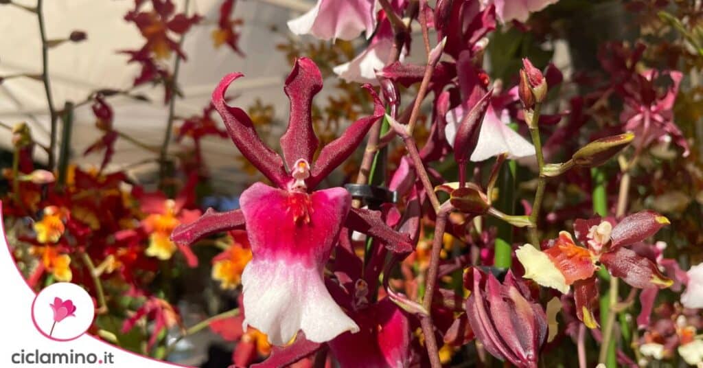 Orchidea Cioccolato Sharry Baby