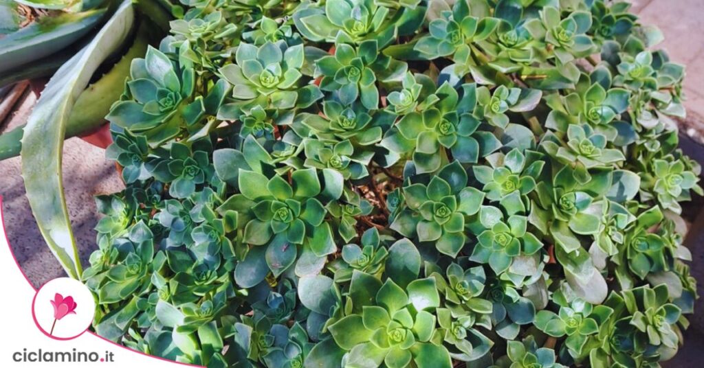 aeonium haworthii