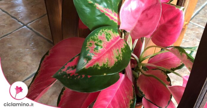aglaonema flamingo