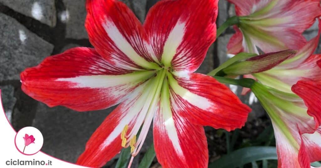 amaryllis