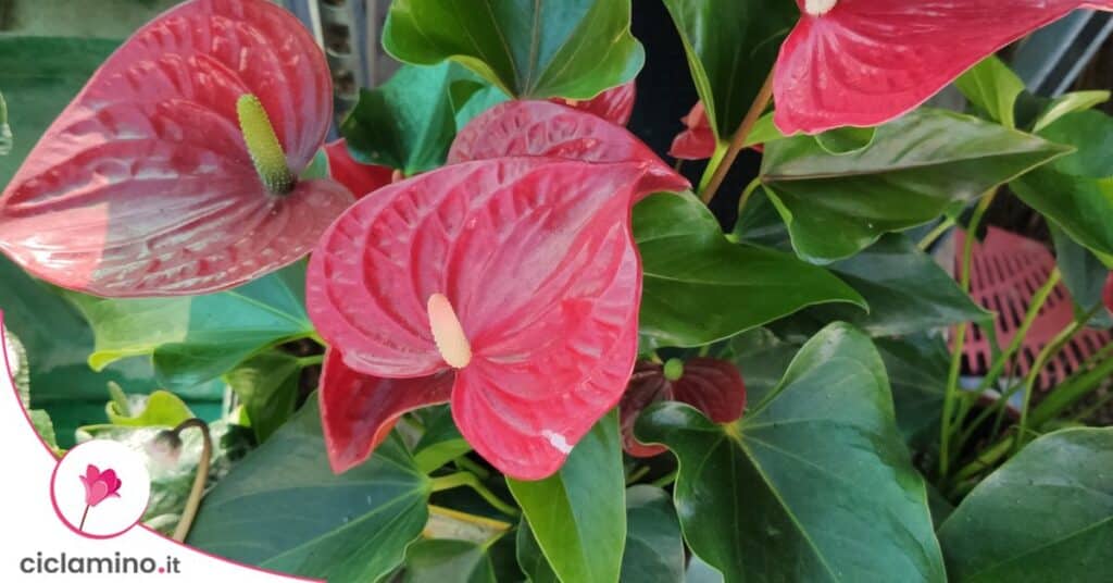 anthurium