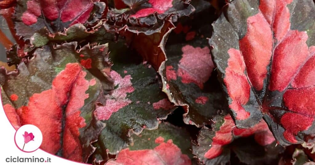 begonia rex