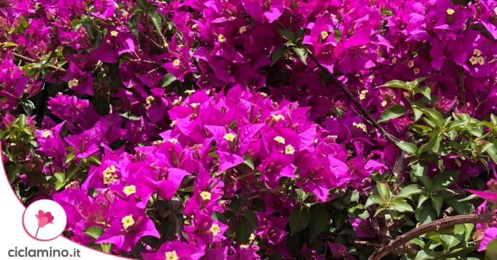 bouganvillea
