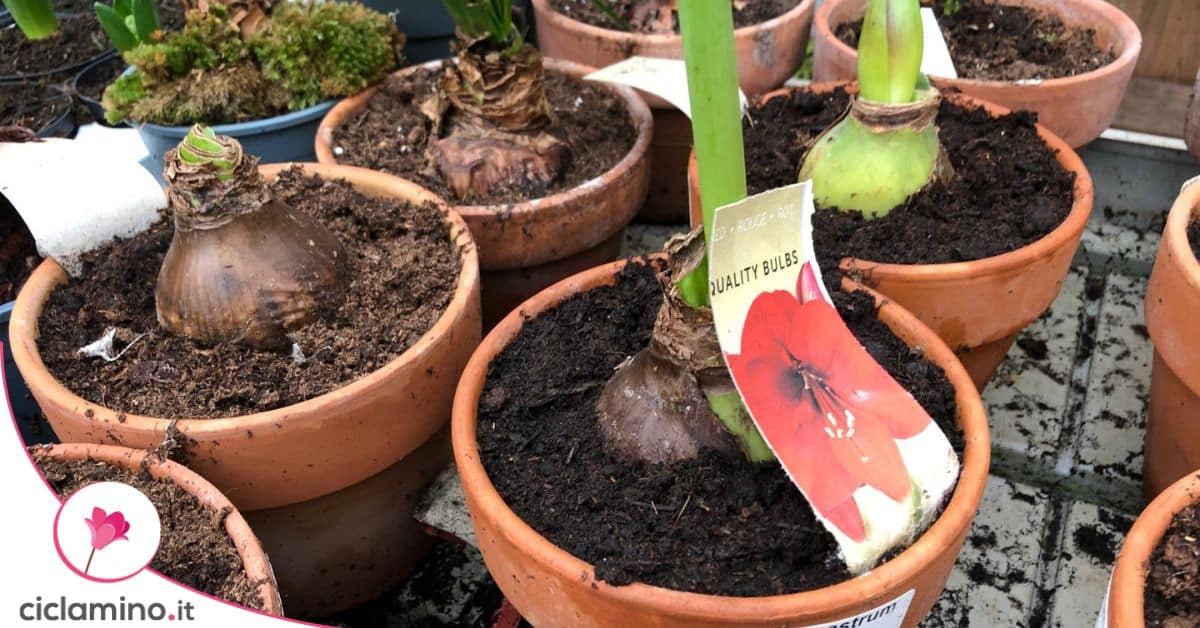 Collezione Di Bulbi Da Fiore Di Crocosmia Montbretia, 50 | FindTheDeal - 10