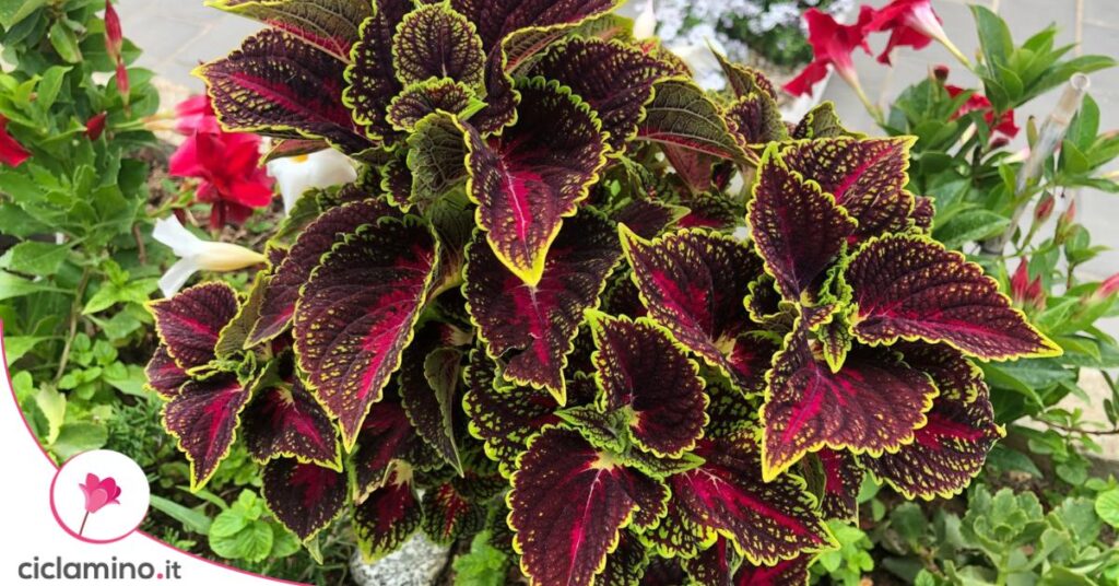 coleus