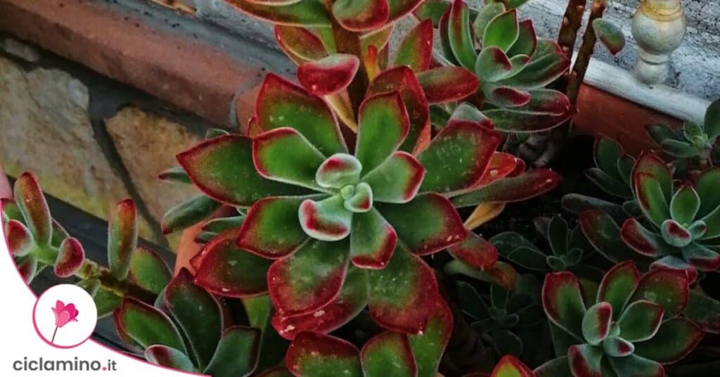 echeveria pulvinata