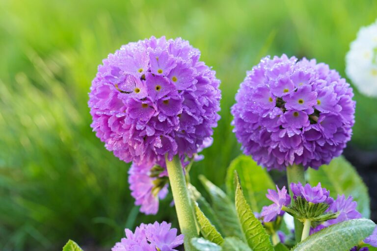 Molte Variet Di Primula Sono Sconosciute Ma Perfette Per Abbellire Le 