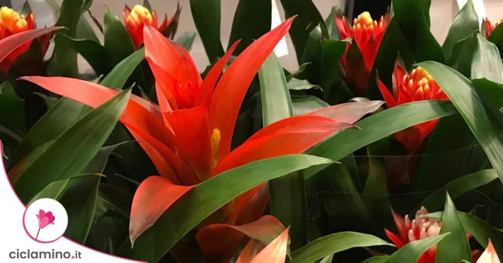 guzmania