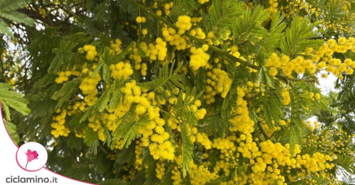 mimosa