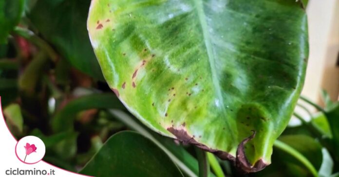 pothos foglie marroni raggrinzite