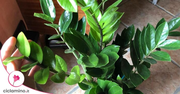 zamioculcas