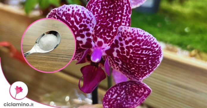 zucchero per orchidee