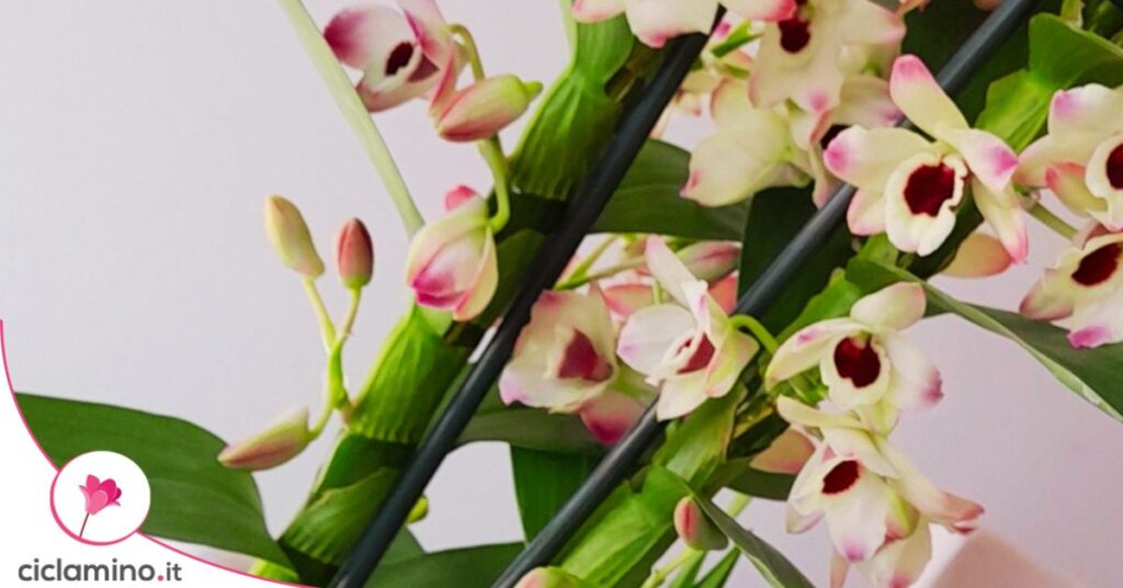 Dendrobium nobile orchidea bambu