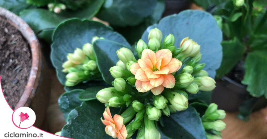 Kalanchoe