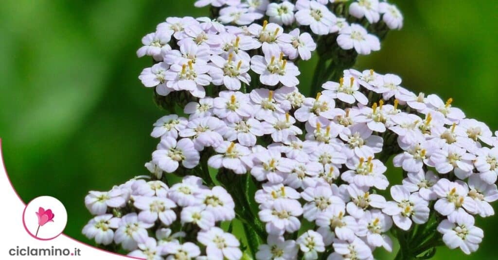 achillea millefoglie