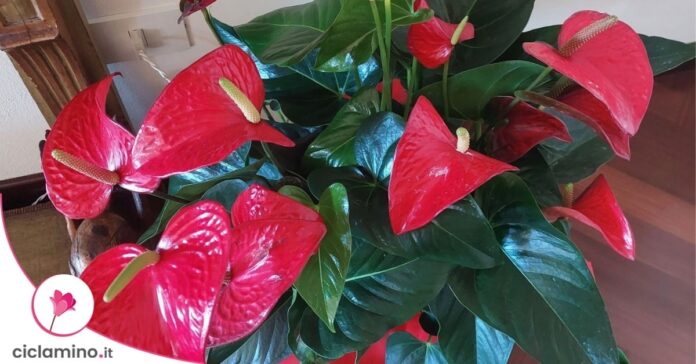 anthurium-rosso