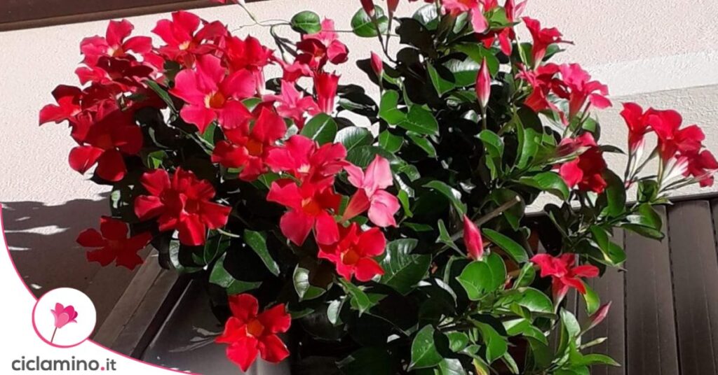 dipladenia sole