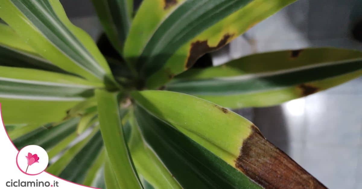 Quando la dracena marginata fa le punte delle foglie marroni e secche c'  una cosa che puoi fare