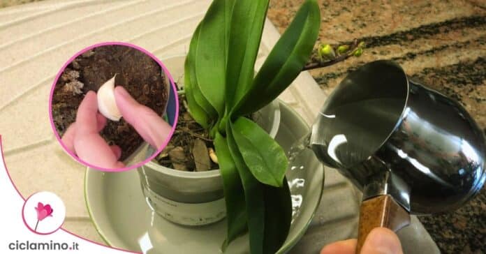 fertilizzante aglio orchidea