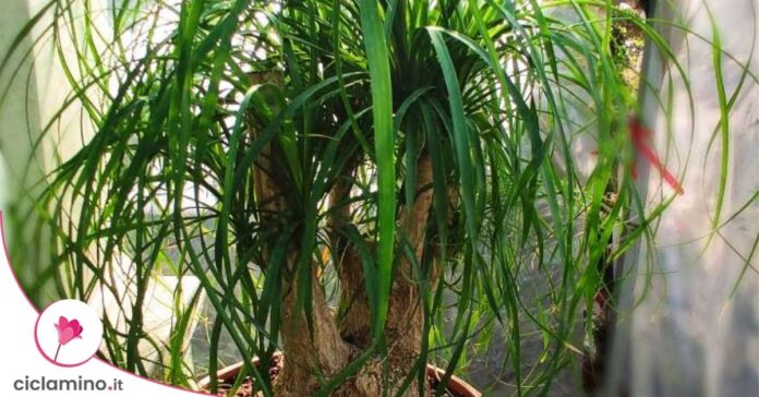 pianta mangiafumo