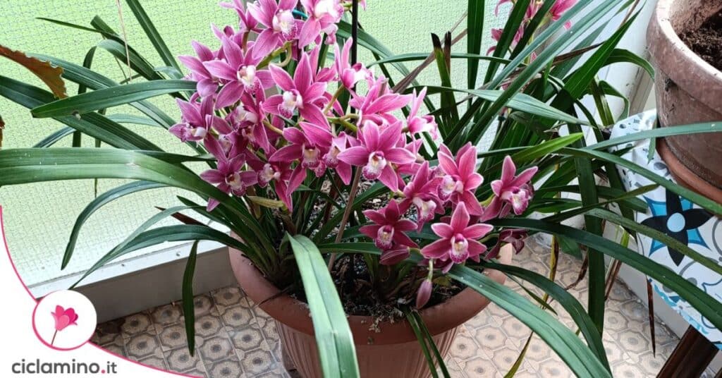 orchidea cymbidium