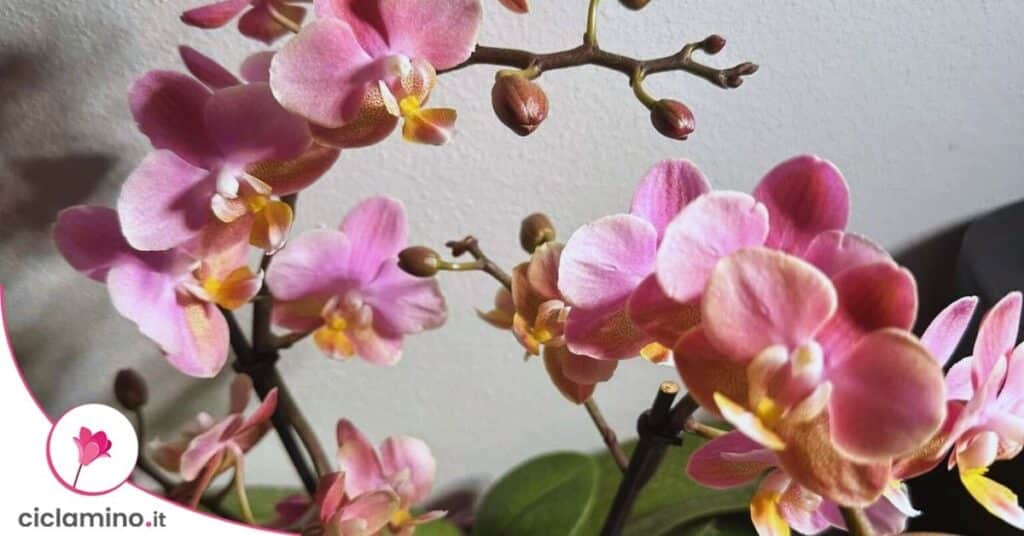 orchidea fiorita con boccioli