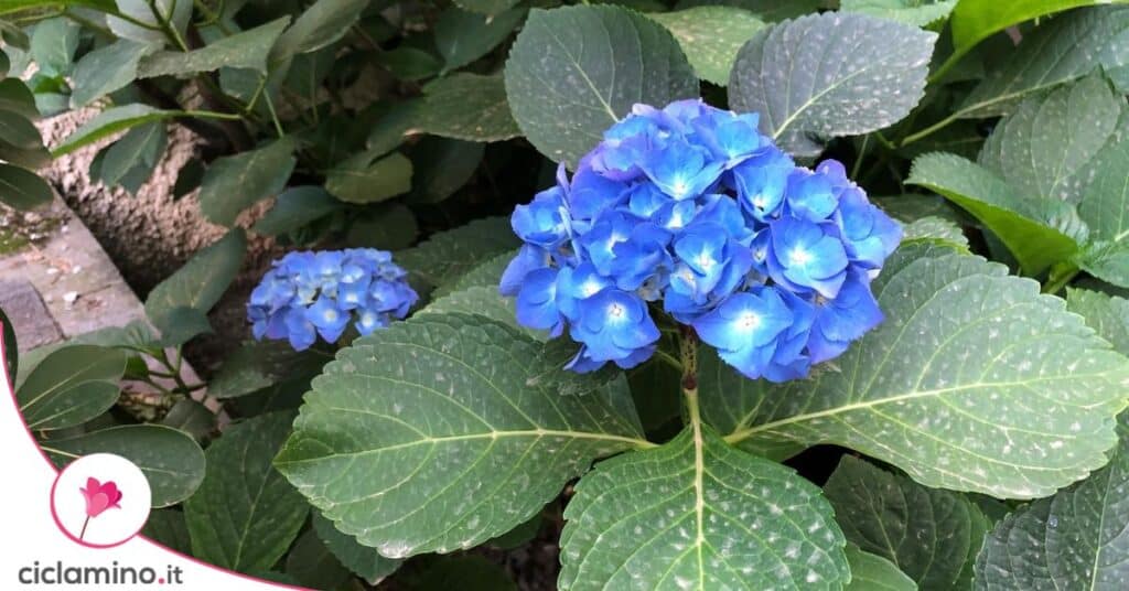 ortensia fiore blu