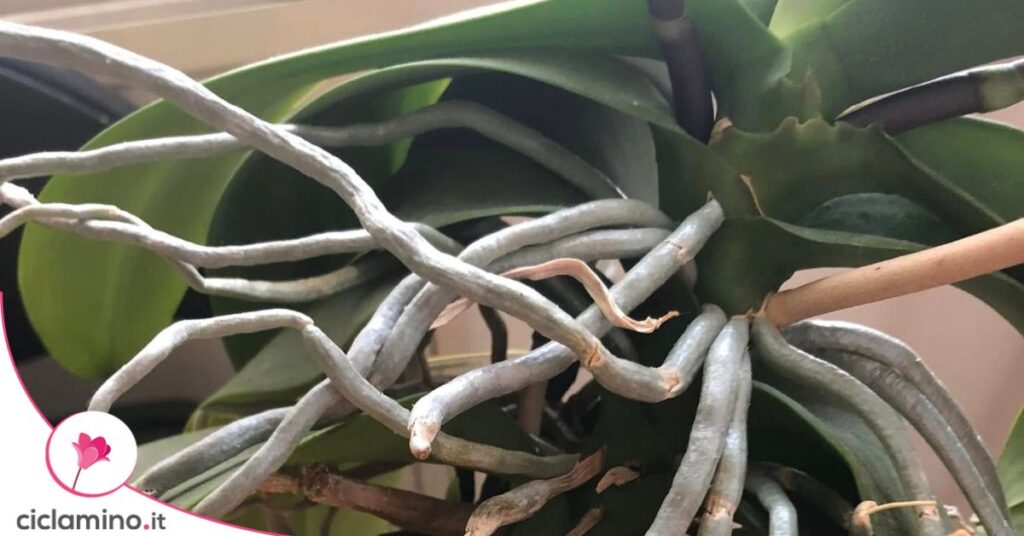 radici orchidea