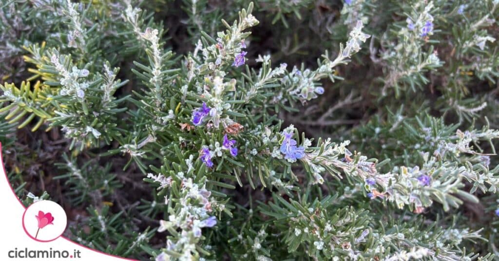 rosmarino giardino