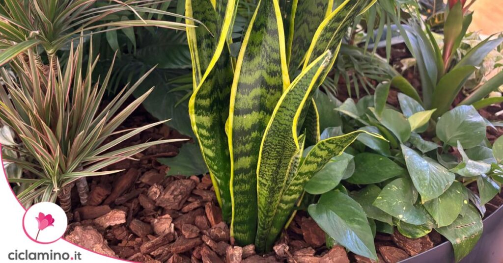 sansevieria aiuola