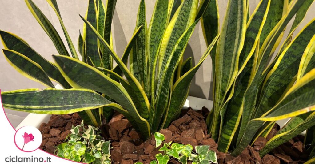 sansevieria trifasciata