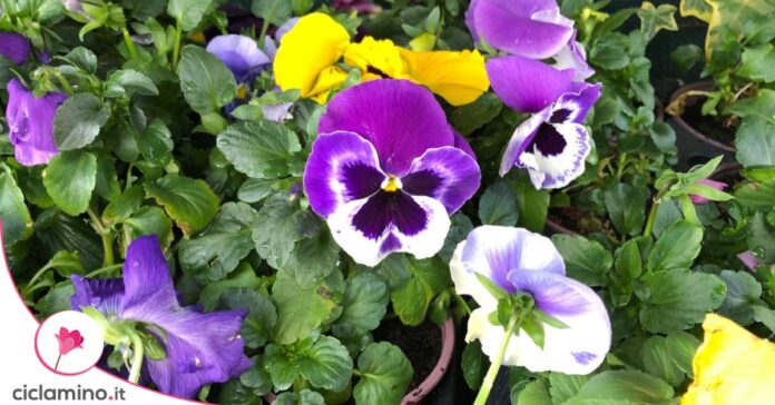 viola del pensiero