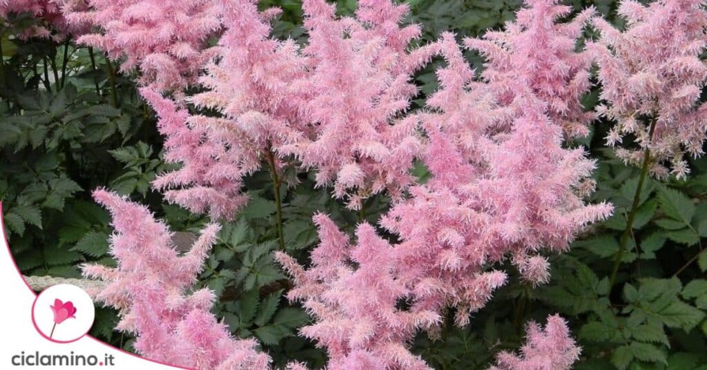Astilbe