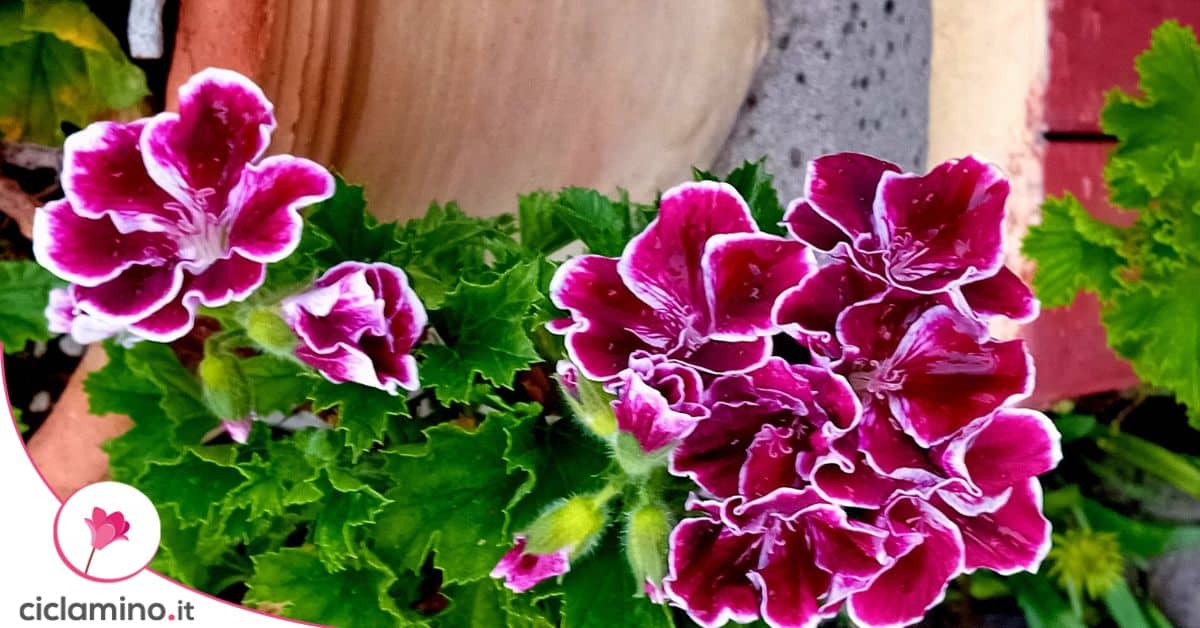 NESCCI 16 Mazzi Di Gerani Artificiali Rossi Con Fiori In Seta, Resistenti Ai UV, Per Esterni E Decorazione - 4