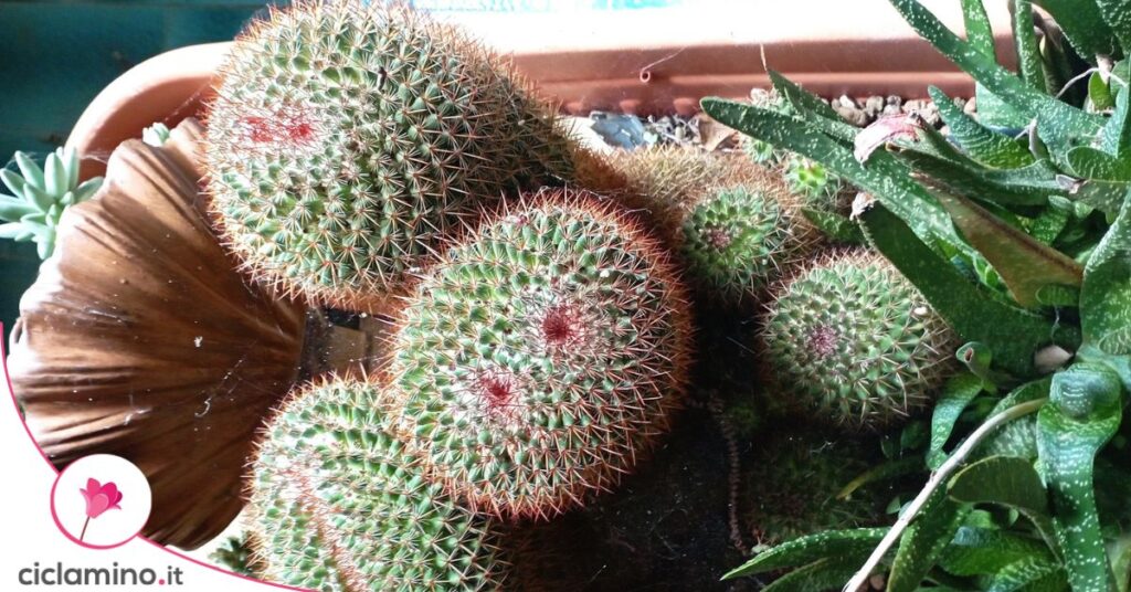 Mammillaria